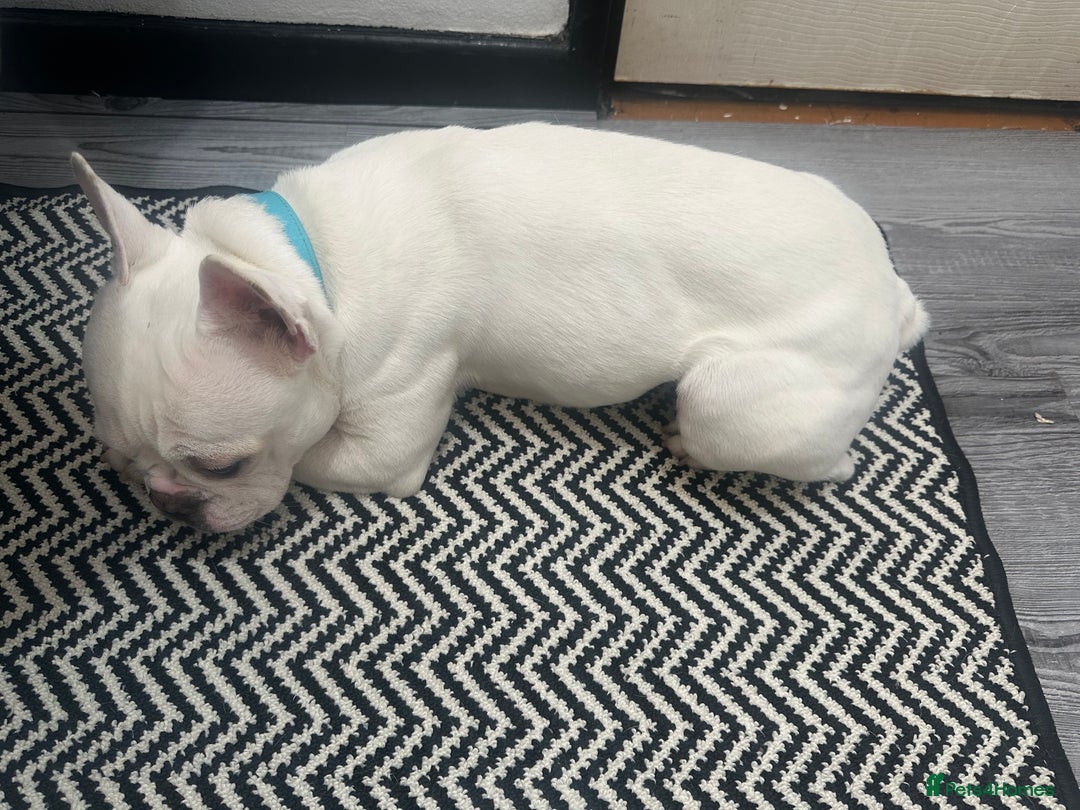 French Bulldog dogs for sale: Best offer - Advert 7