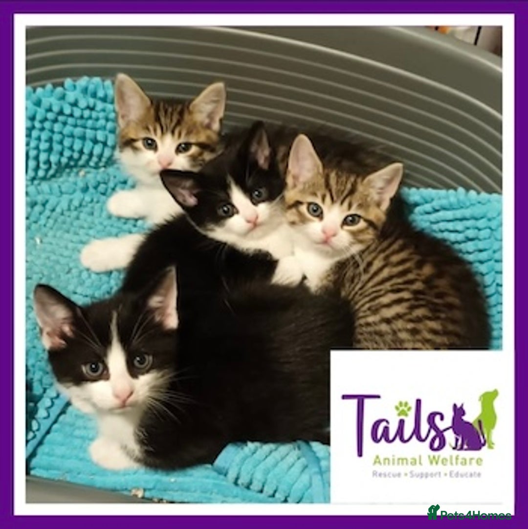 Domestic Shorthair cats for adoption: Mum Mindy & Rachel - Image 3