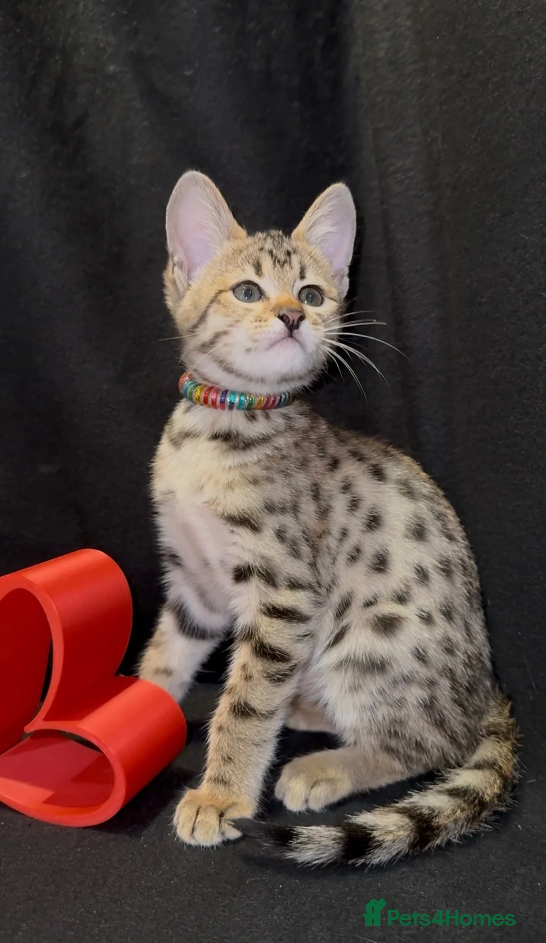 Savannah cats for sale: 2 and 3 months old. Tica Regist. Savannahs - Advert 1