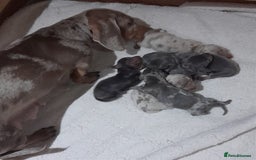 Miniature Dachshund dogs for sale: 6 Miniature dacshund puppies  - Advert 4