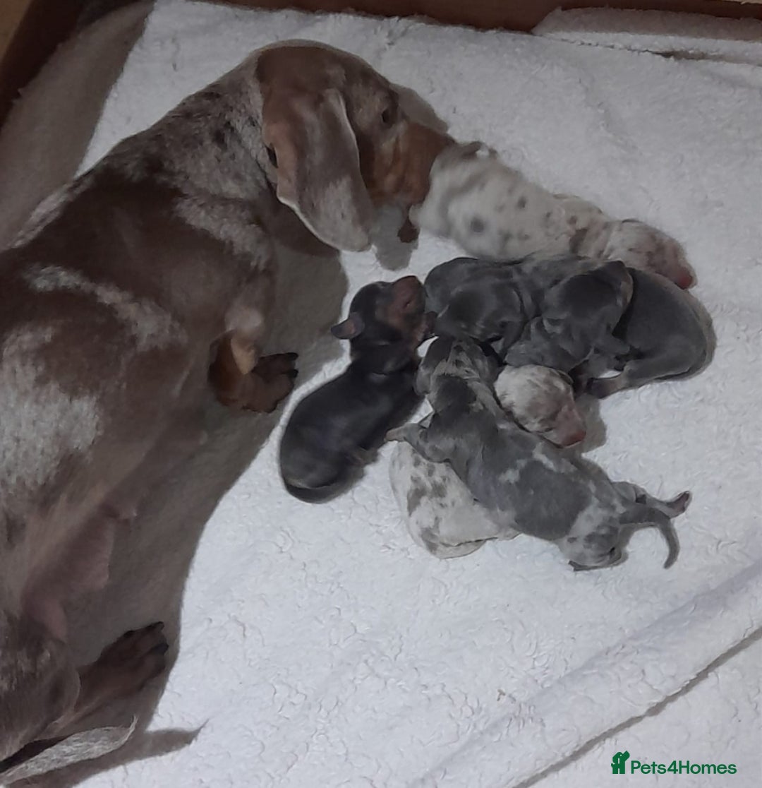 Miniature Dachshund dogs for sale: 6 Miniature dacshund puppies  - Advert 4