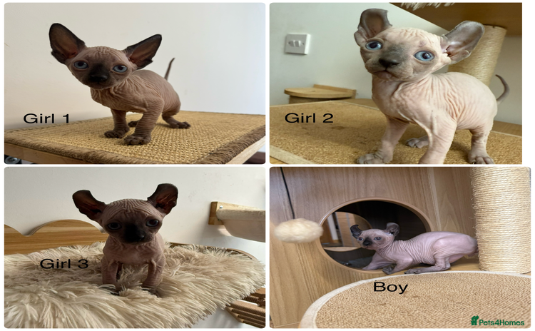 Sphynx cats - Advert 2