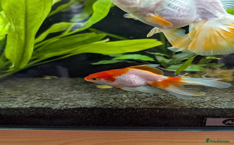Fancy Goldfish fish - Advert 1