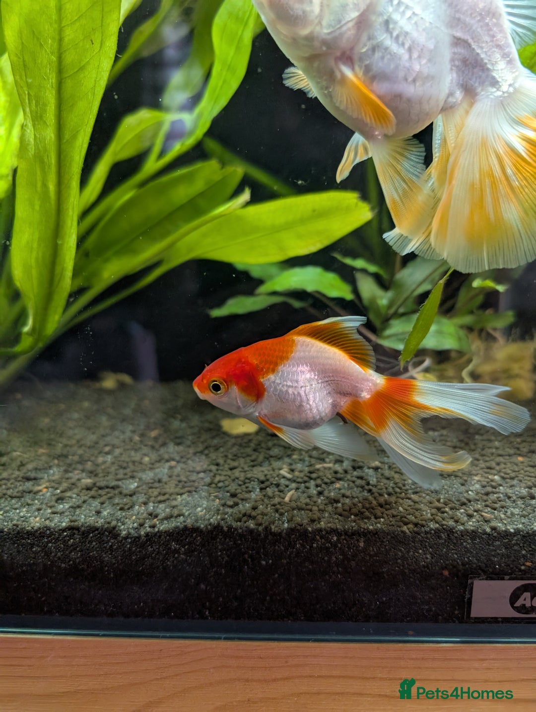 Fancy Goldfish fish for sale: Ryukin gold fish and mixed gold fish - Image 1