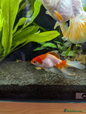 Fancy Goldfish fish - Advert 1