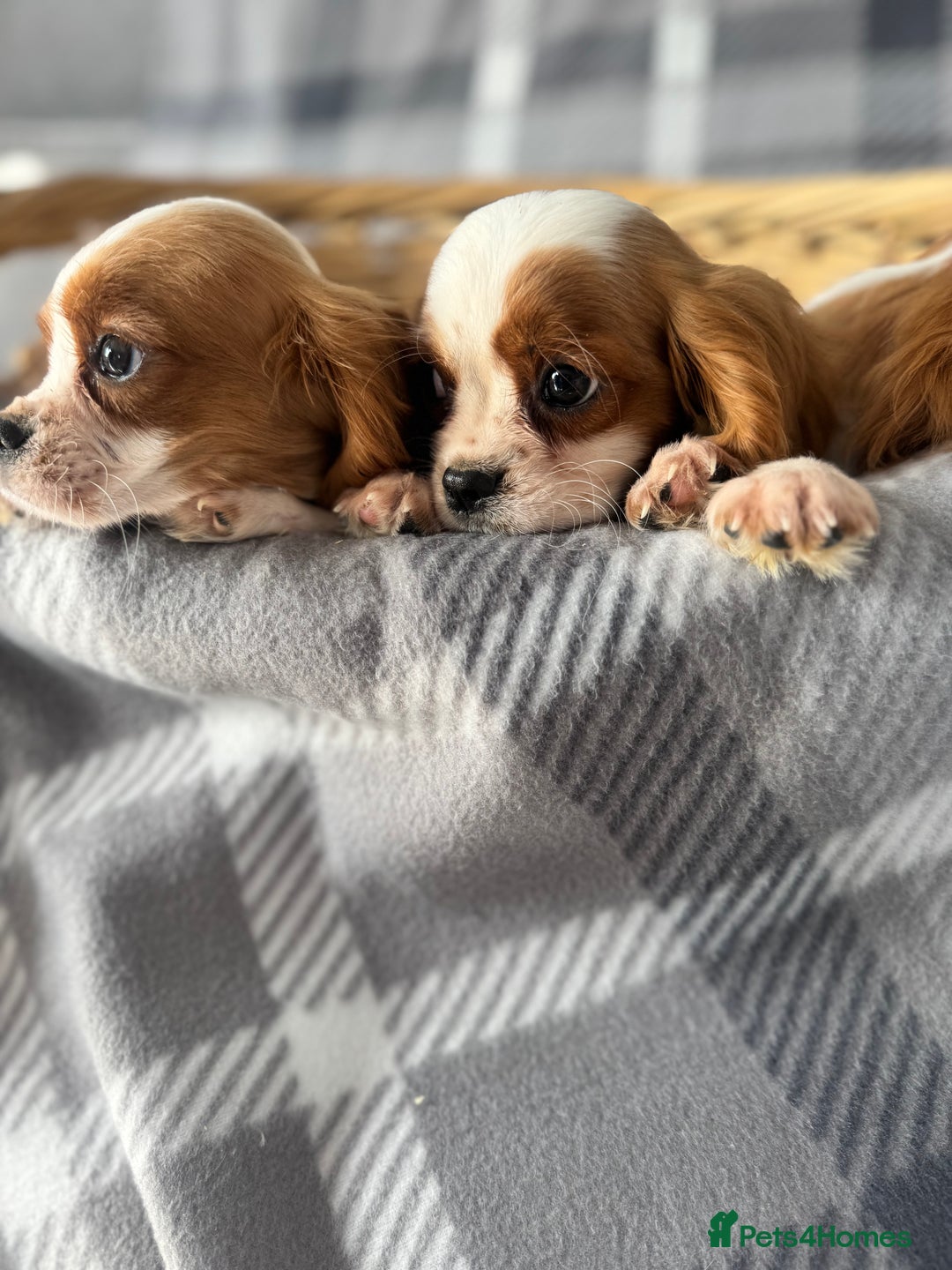 Cavalier King Charles Spaniel dogs for sale: Cavalier King Charles  - Image 2
