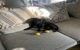 Jack Russell dogs for sale: Black Jack Russel - Image 4