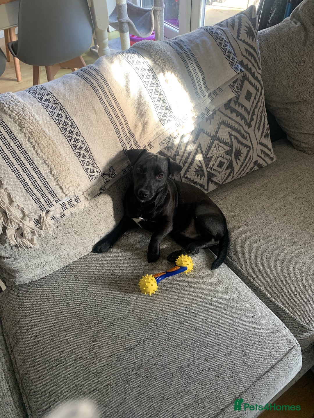 Jack Russell dogs for sale: Black Jack Russel - Image 4