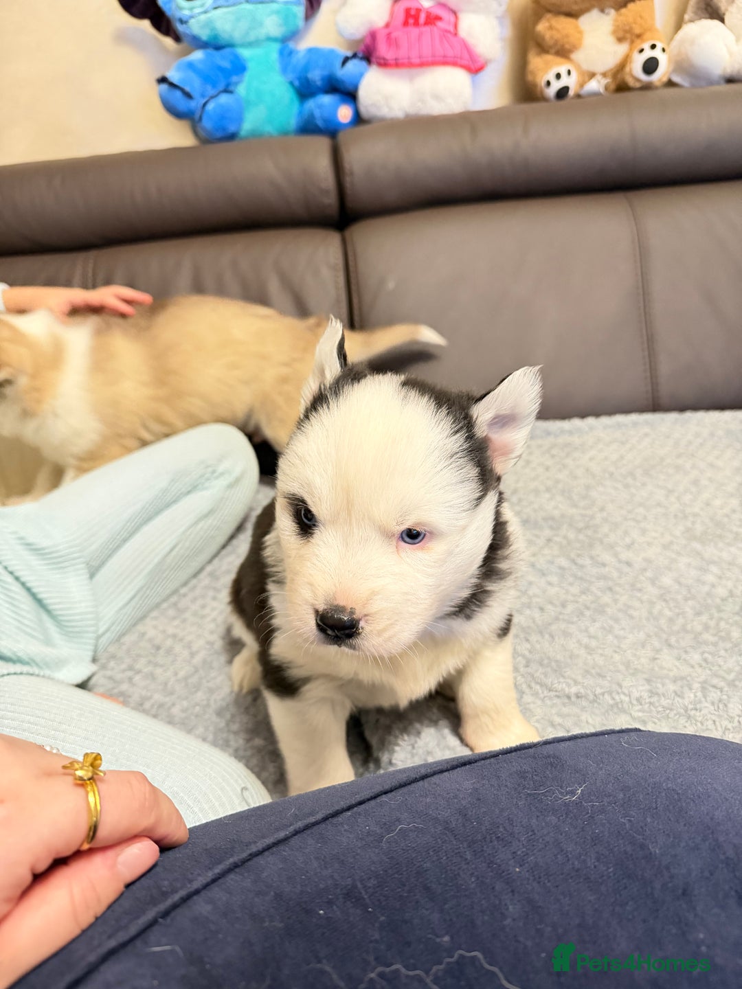 Siberian Husky dogs for sale: Adorable Siberian Husky puppies born December 14th - Advert 12