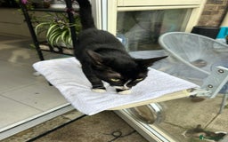 British Shorthair cats for sale: Ms Ninja  - Image 4