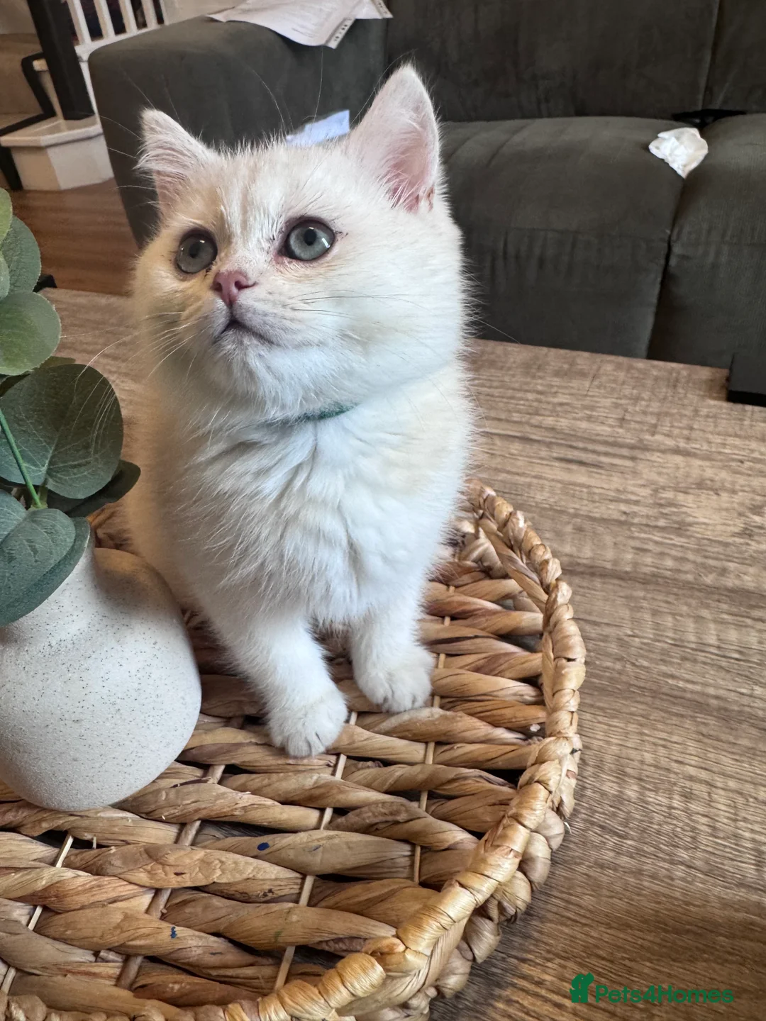 British Shorthair cats for sale: British Shorthair Male – Loving Home Wanted - Advert 5