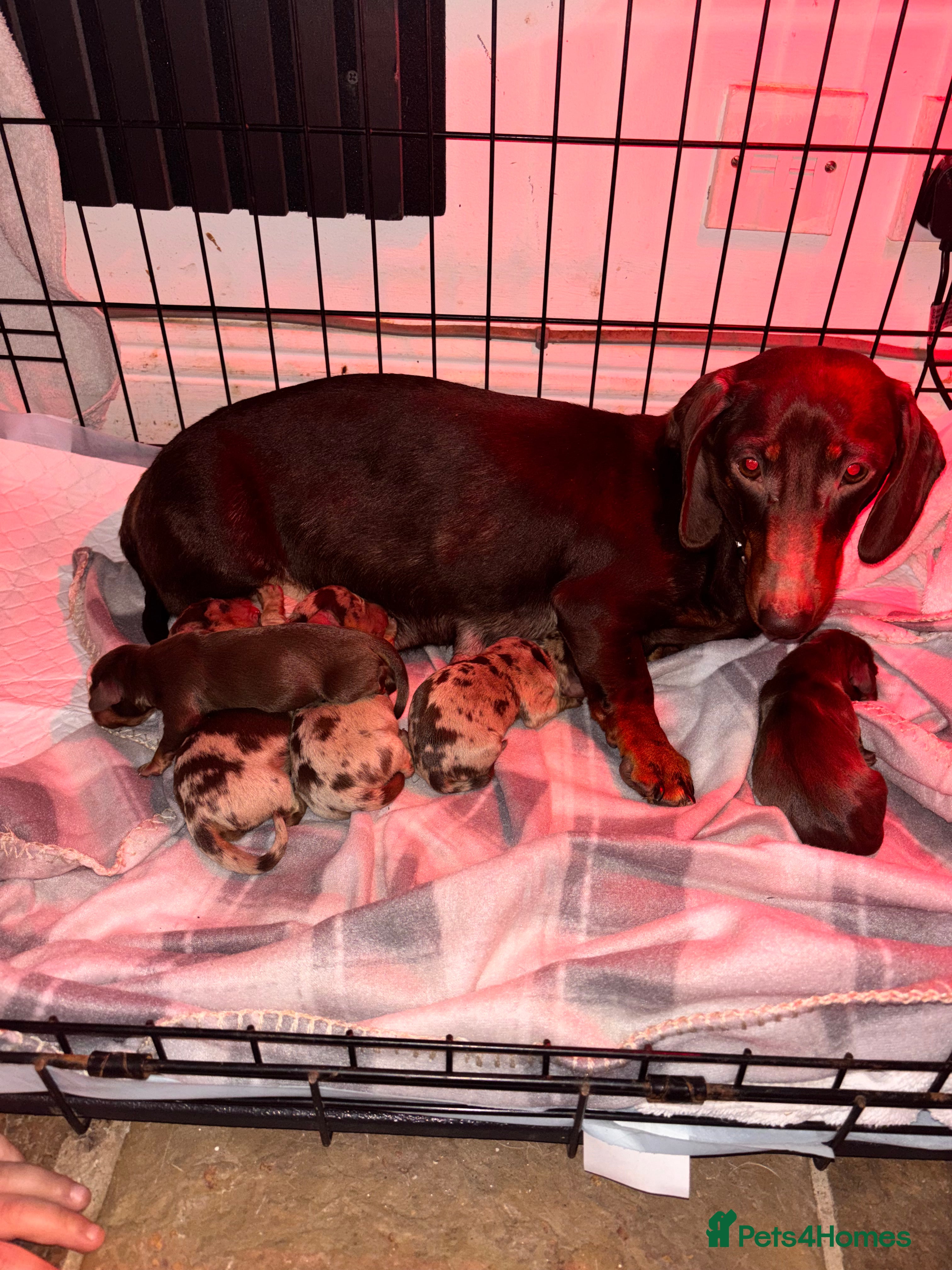 Miniature Dachshund dogs Valentines sausage squad has arrived!  - Advert 1