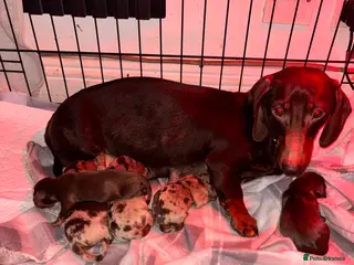 Miniature Dachshund dogs Valentines sausage squad has arrived! - Advert 1