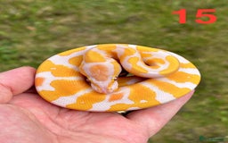 Python Snake reptiles for sale: Ball Python / Royal Python Hatchlings and Adults - Image 16