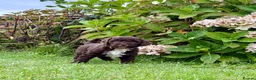 Spanish Water Dog dogs for sale: KC Spanish Water Dog Pups-Coastal Raised with ENS  - Advert 18