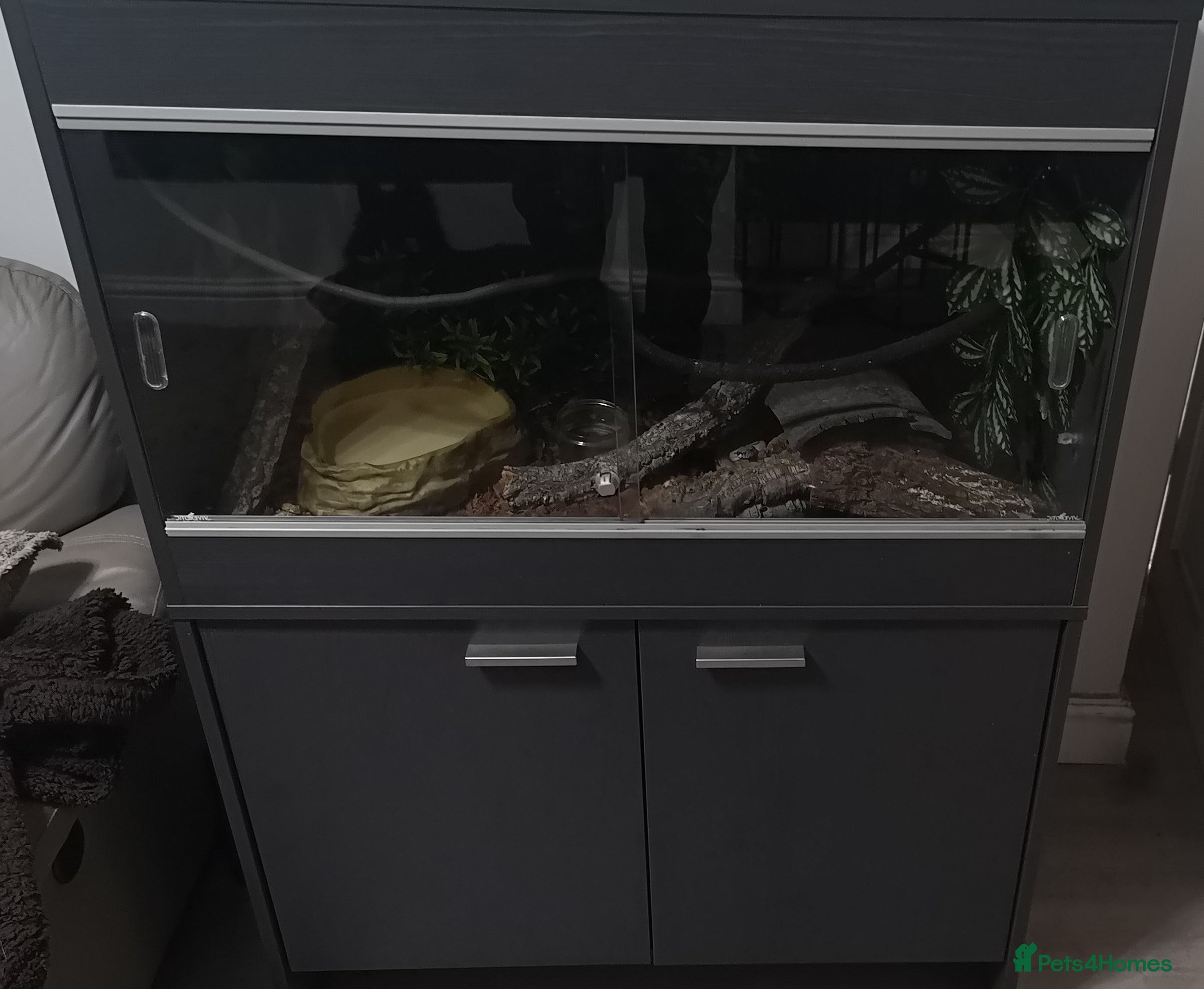 Boa Snake reptiles Female boa  in Wolverhampton - Advert 1