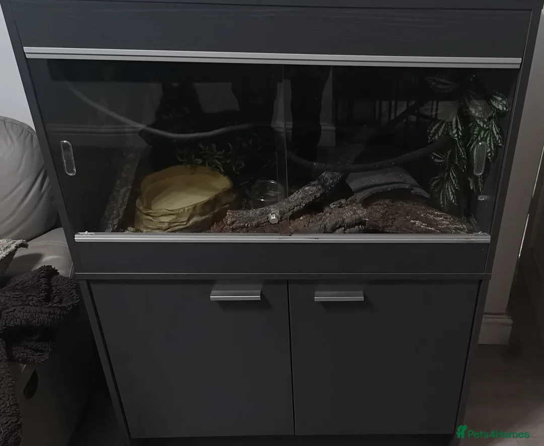 Boa Snake reptiles for sale: Female boa  in Wolverhampton - Advert 1