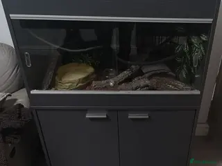 Boa Snake reptiles Female boa in Wolverhampton - Advert 1