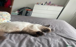 Ragdoll cats for sale: BonBon looking for his forever home  - Advert 7