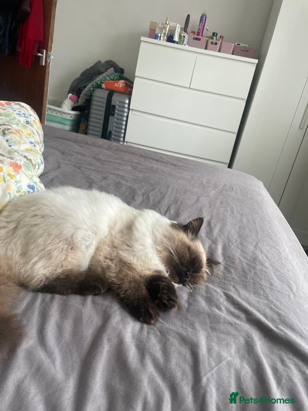 Ragdoll cats for sale: BonBon looking for his forever home  - Advert 7