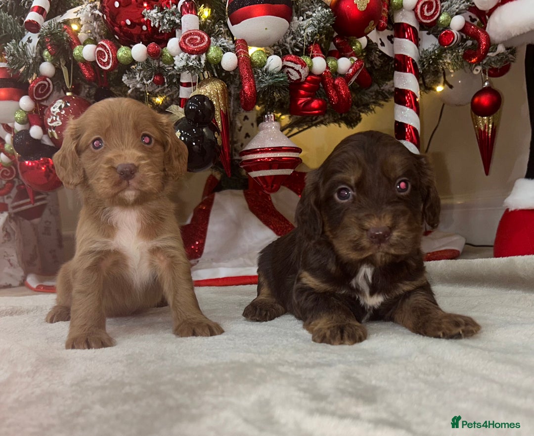 Cockapoo dogs for sale: Stunning cockapoo puppies  - Advert 14