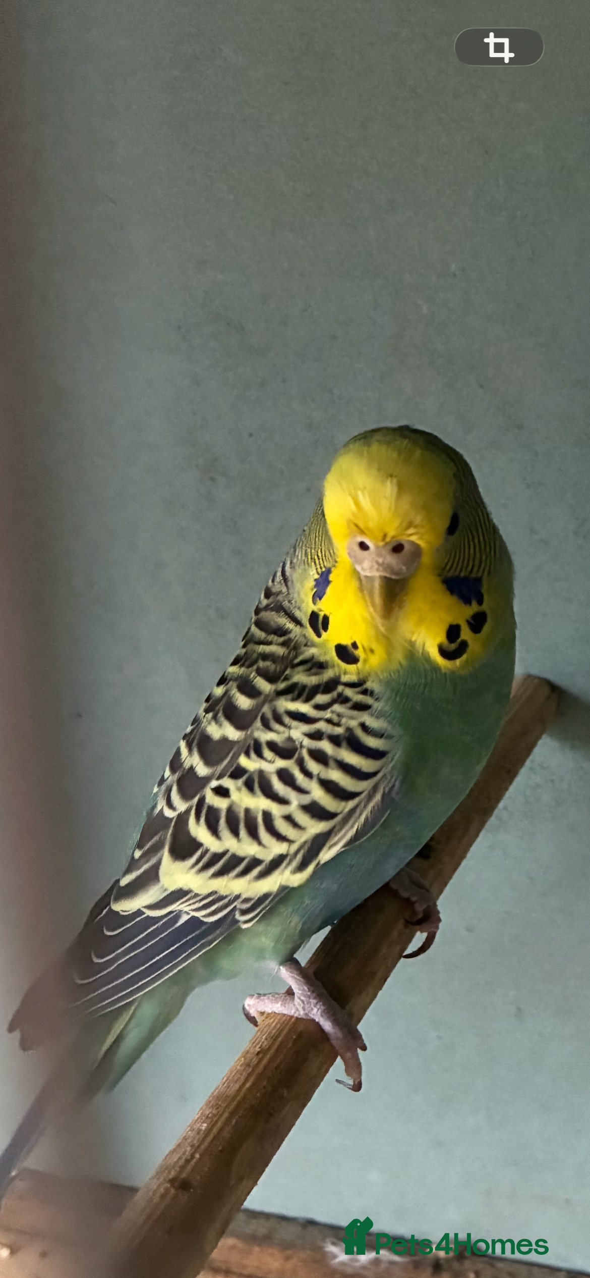 Budgerigars birds Budgie  - Advert 4