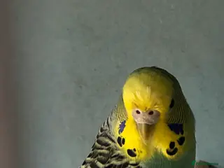 Budgerigars birds Budgie - Advert 4