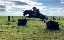 Connemara horses for sale: Storm the Jumping machine  - Image 2