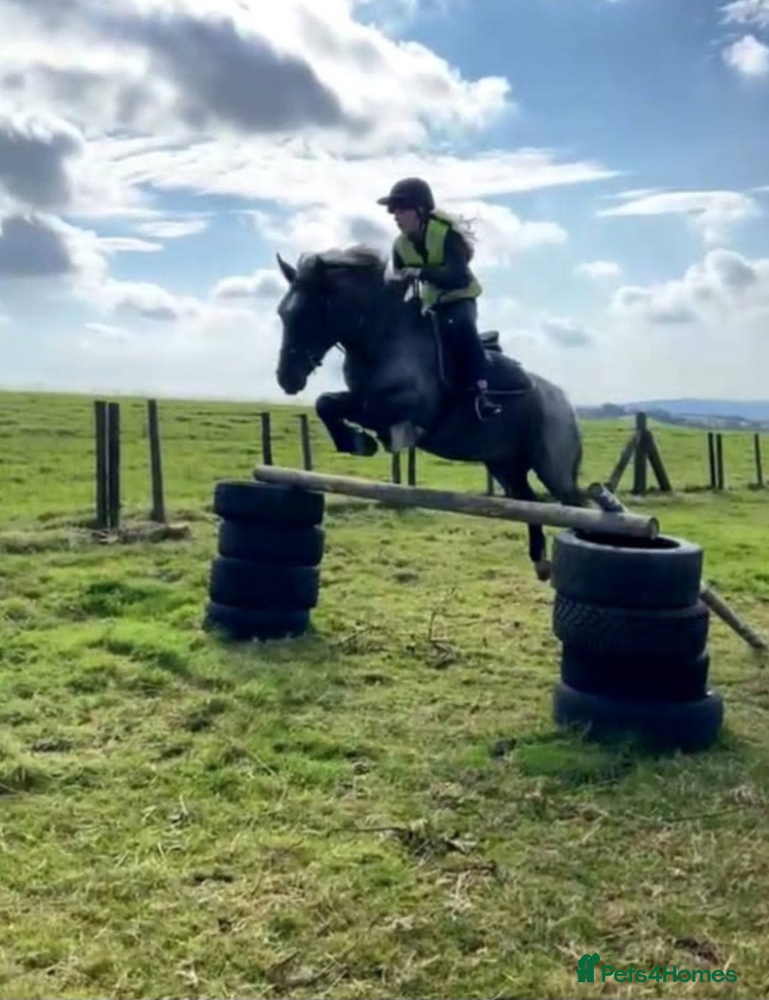 Connemara horses for sale: Storm the Jumping machine  - Image 2