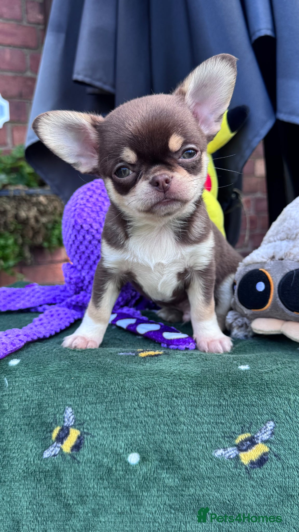 Chihuahua dogs 2 gorgeous boys - Advert 2