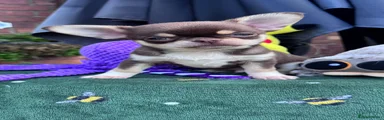 Chihuahua Puppy 1