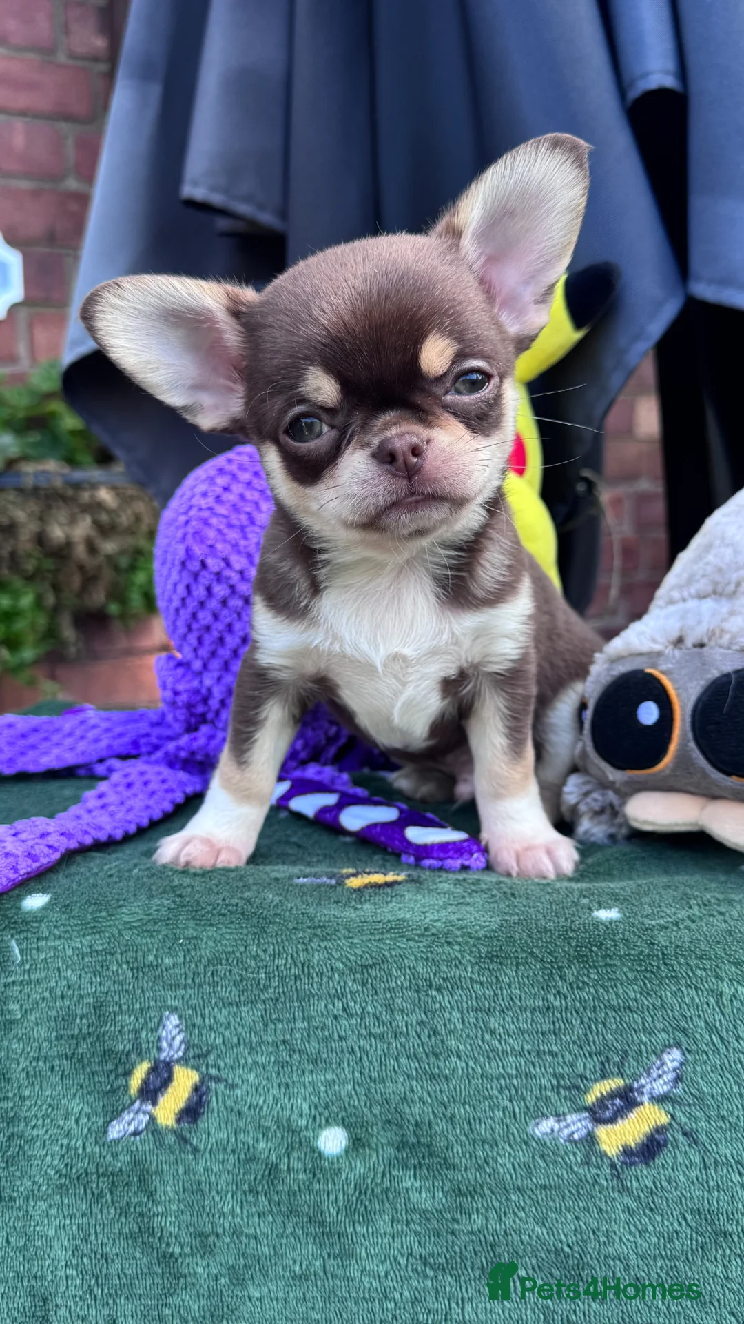 Chihuahua dogs for sale: 2 gorgeous boys - Advert 1