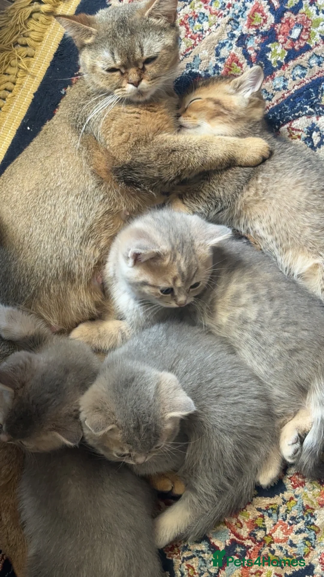 Scottish Fold cats for sale: Scottish Straight kittens in Edgware - Advert 2
