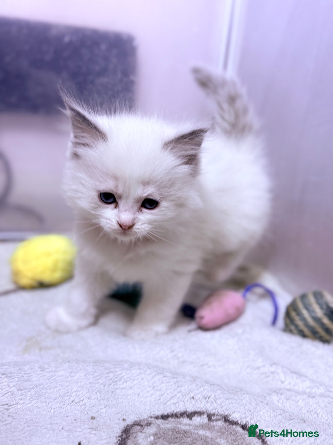 Ragdoll cats for sale: 💕🏅GCCF reg. Champ blood Beautiful Ragdolls 🏅💕 - Advert 9