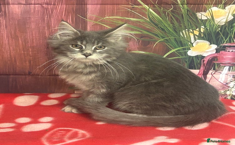 Maine Coon cats TICA Registered Maine Coon Kittens.  READY NOW  - Advert 14