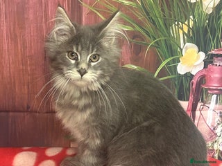 Maine Coon cats TICA Registered Maine Coon Kittens. READY NOW - Advert 13