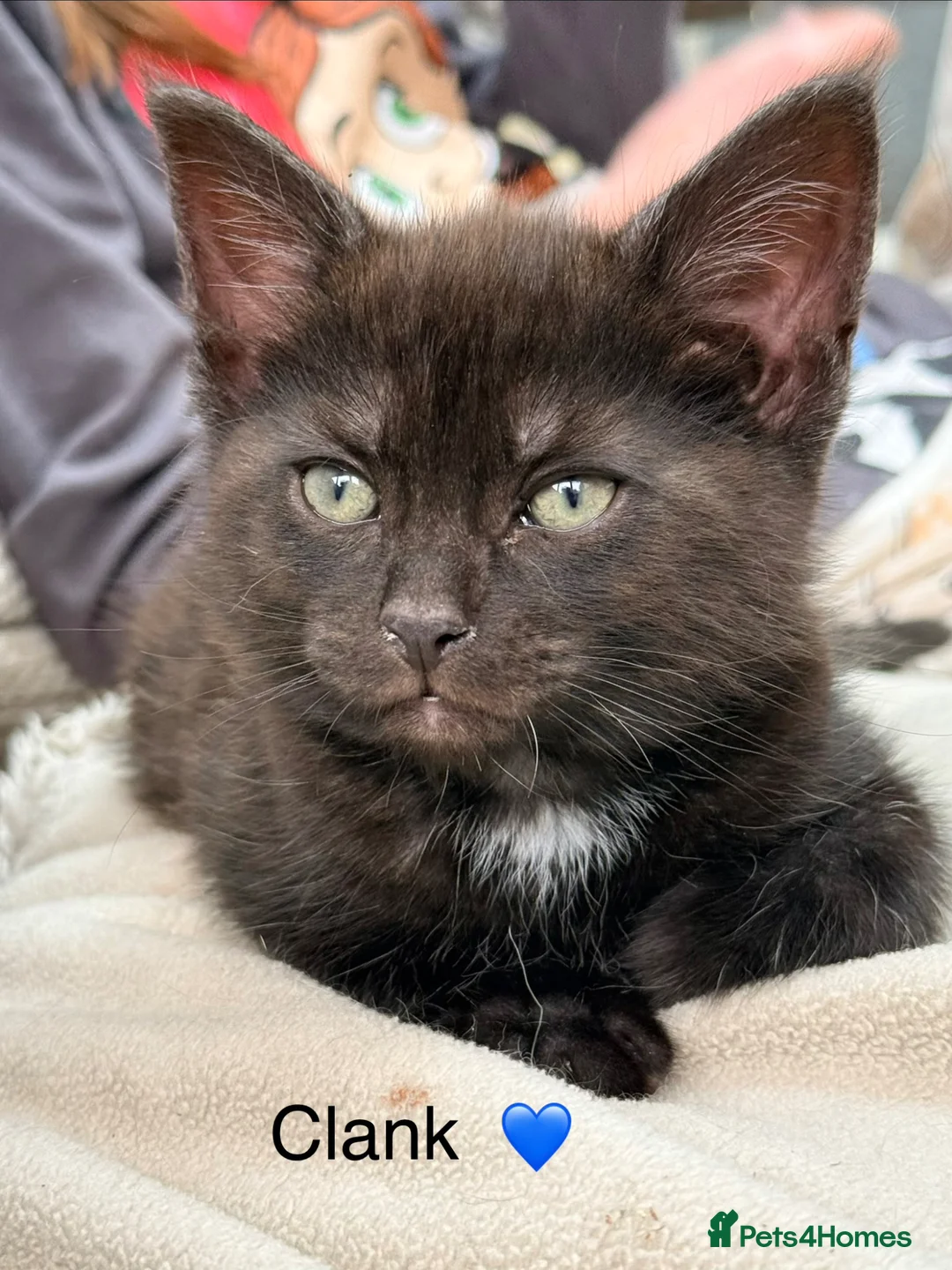Maine Coon cats for sale: Adorable 7 Week Old Kittens – Ready Soon 🐾 - Advert 20