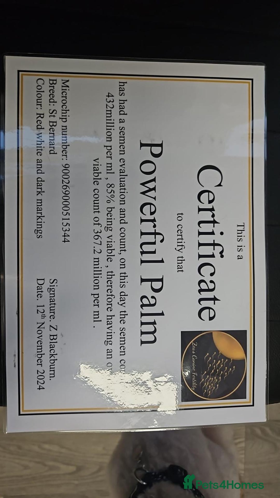 Saint Bernard dogs for stud: KC REGISTERED ST BERNARD UP FOR STUD - Advert 5