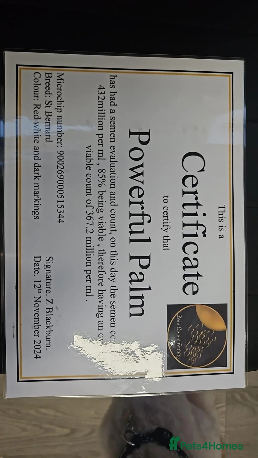 Saint Bernard dogs for stud: KC REGISTERED ST BERNARD UP FOR STUD - Advert 5