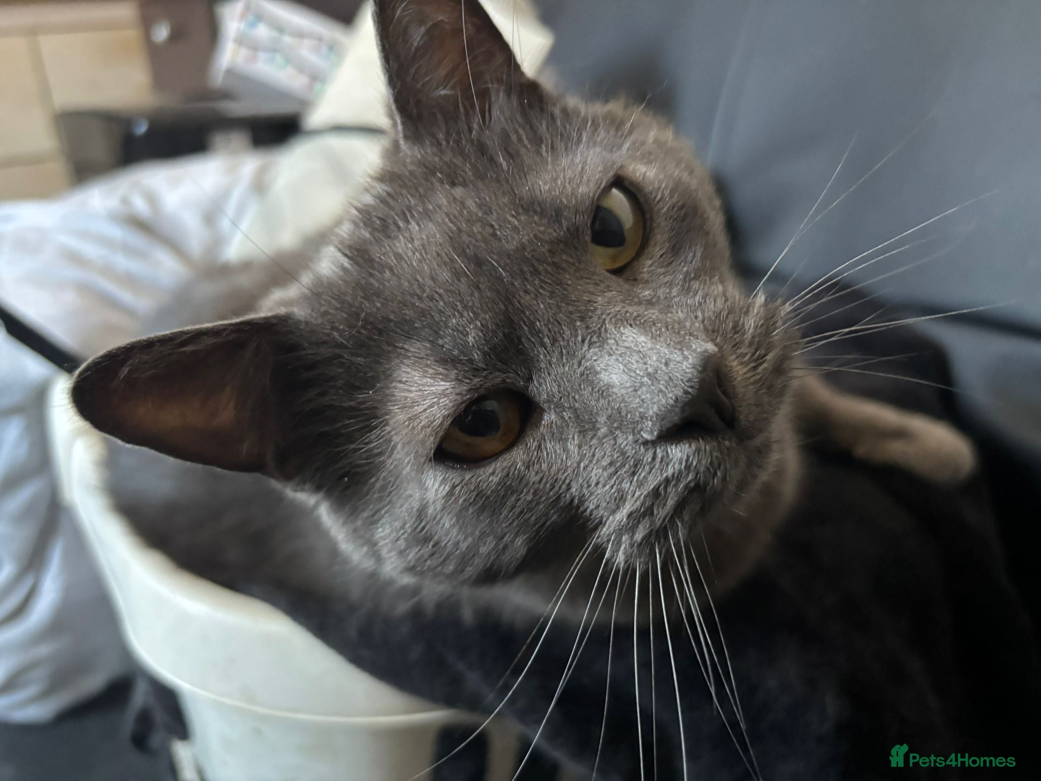 Mixed Breed cats Heartbreaking rehoming spud - Advert 1