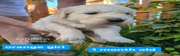 Golden Retriever dogs for sale: Gorgeous Golden Retriever Puppies KC Reg  - Advert 8