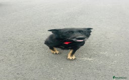 German Shepherd dogs for sale: 🐾 Trained German Shepherd “Cuba”Loving Family Dog - Image 19