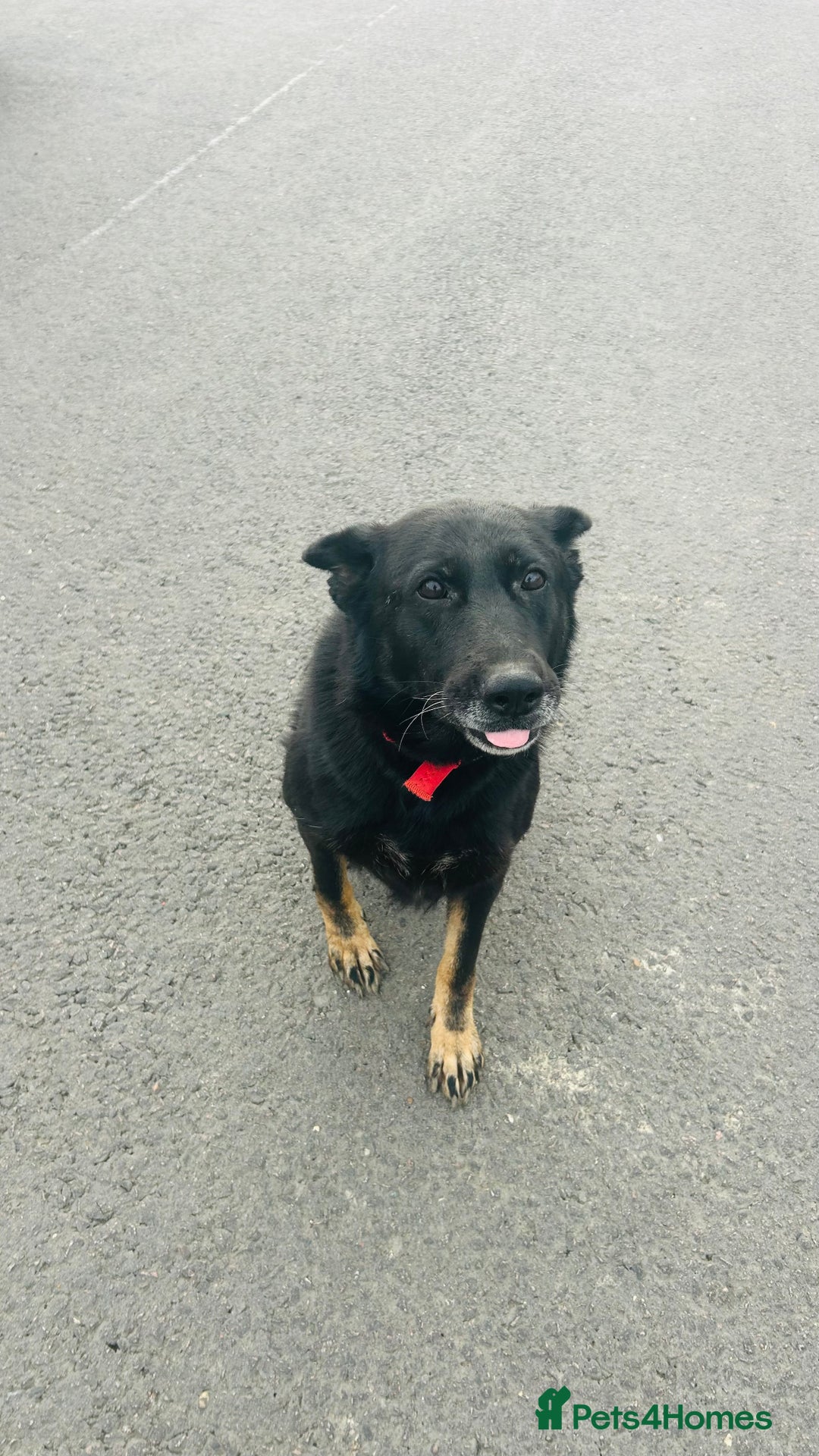 German Shepherd dogs for sale: 🐾 Trained German Shepherd “Cuba”Loving Family Dog - Image 19