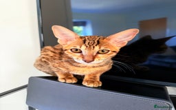 Savannah cats for sale: TICA Reg F3 Savannah Female Kitten ONE LEFT - Image 6