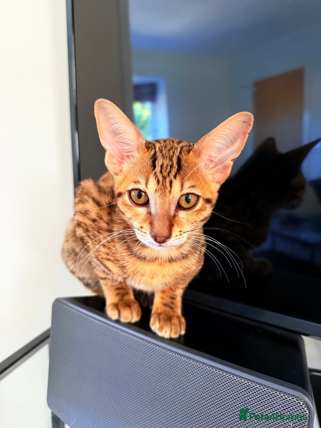 Savannah cats for sale: TICA Reg F3 Savannah Female Kitten ONE LEFT - Image 6