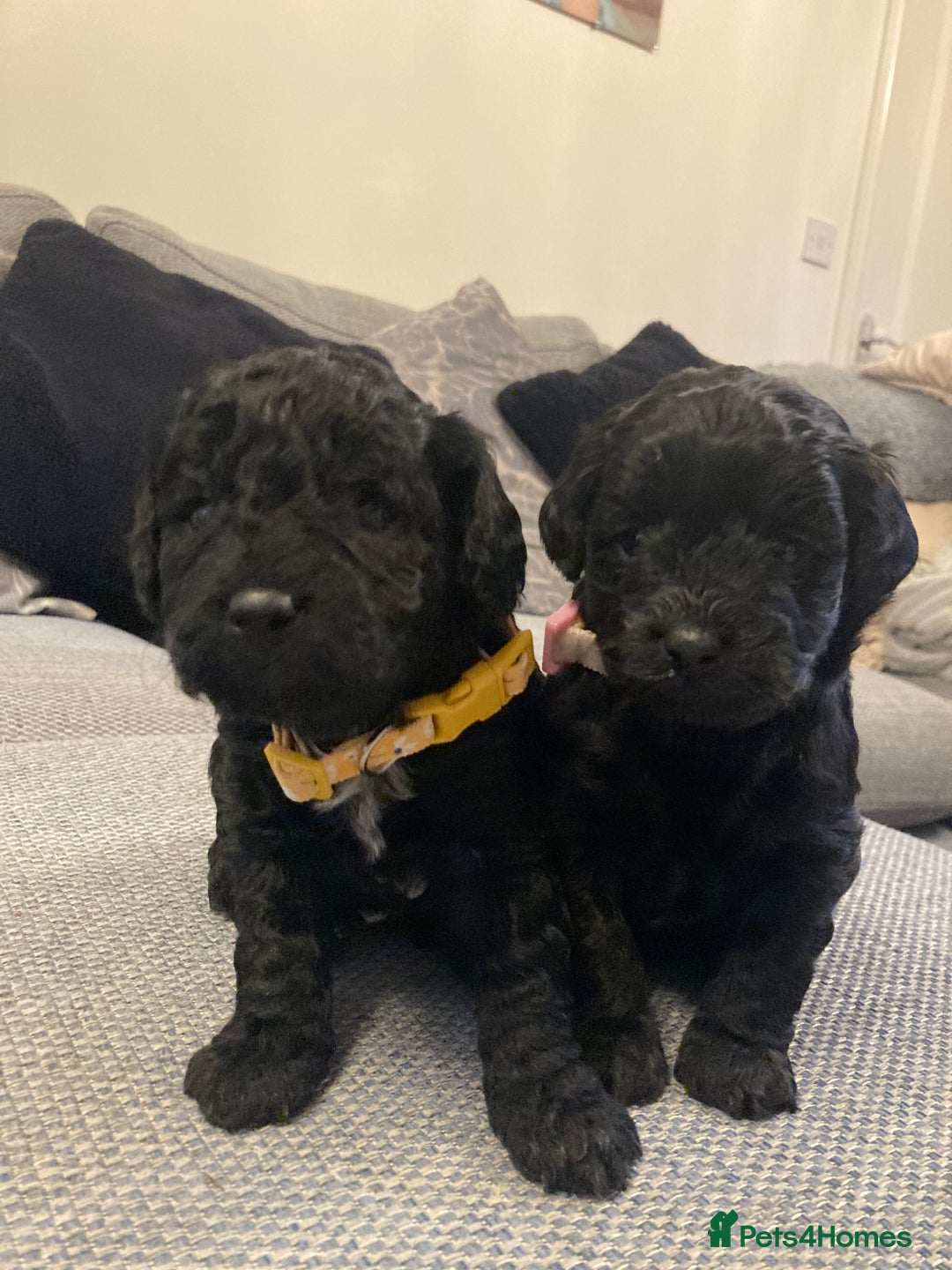 Cavapoo dogs for sale: F1b cavapoo puppies - Advert 16
