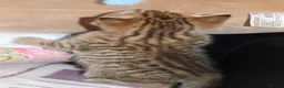 British Shorthair cats for sale: Beautiful TICA Kittens -Exceptional Pedigree Lines - Advert 38