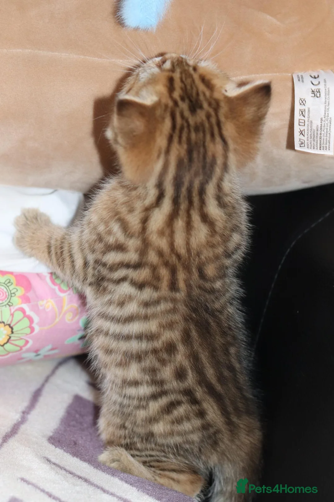 British Shorthair cats for sale: Beautiful TICA Kittens -Exceptional Pedigree Lines - Advert 38