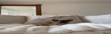 Chihuahua 2