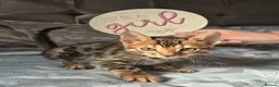Bengal cats for sale: Pure bengal  kittens  in Welwyn Garden City - Advert 2